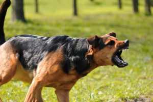 dog bites man in columbia sc